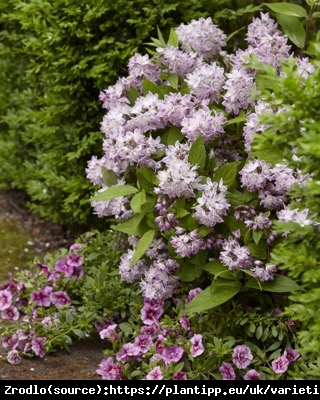 Żylistek mieszańcowy Raspberry Sundae - kompaktowy pokrój, malinowe kwiaty!!! - Deutzia hybrida Raspberry Sundae