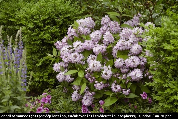 Żylistek mieszańcowy Raspberry Sundae - kompaktowy pokrój, malinowe kwiaty!!! - Deutzia hybrida Raspberry Sundae