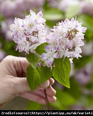 Żylistek mieszańcowy Raspberry Sundae - kompaktowy pokrój, malinowe kwiaty!!! - Deutzia hybrida Raspberry Sundae