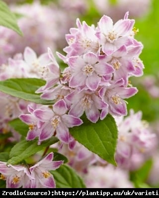 Żylistek mieszańcowy Raspberry Sundae - kompaktowy pokrój, malinowe kwiaty!!! - Deutzia hybrida Raspberry Sundae