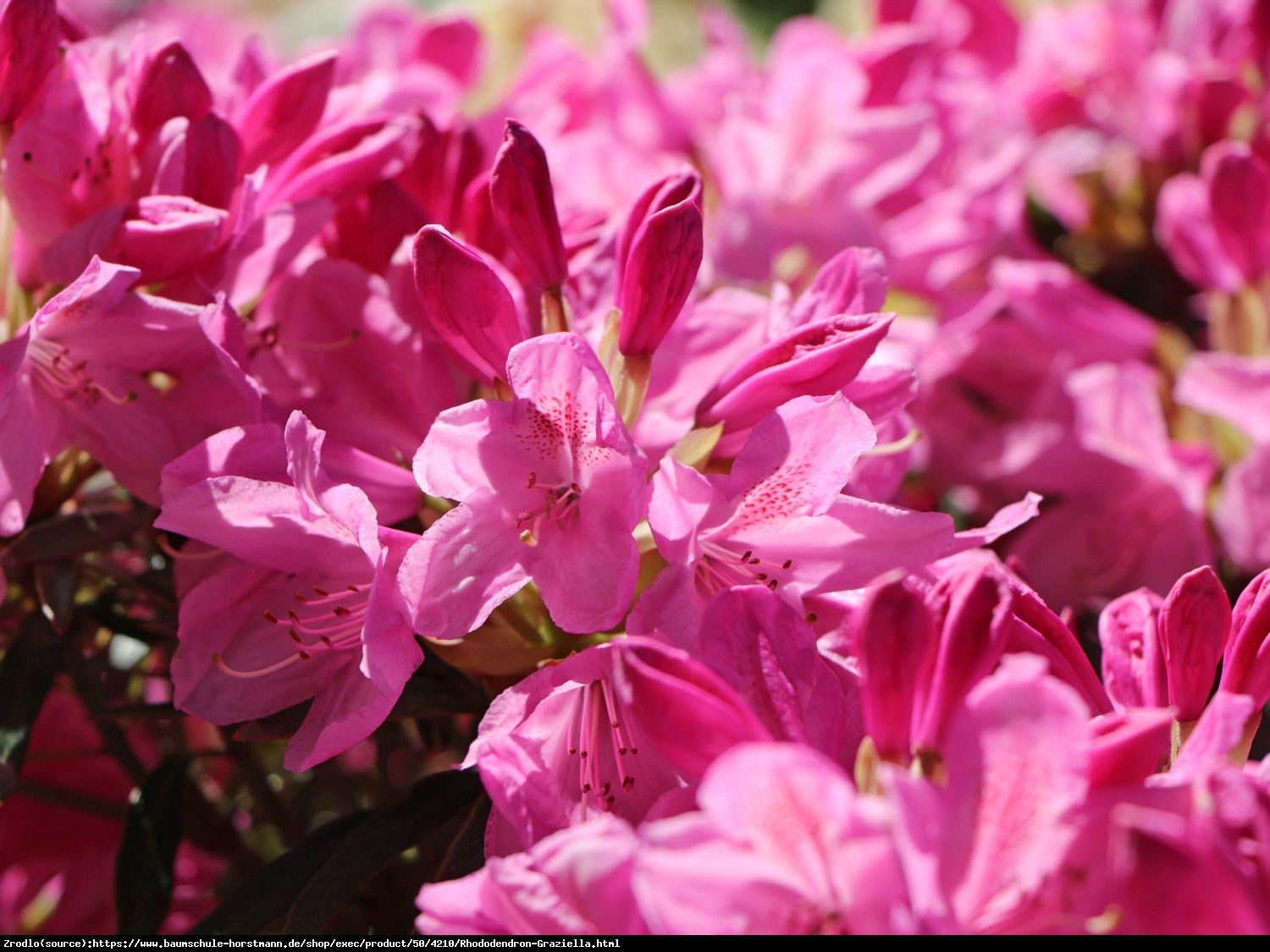 Różanecznik  pontyjski Graziella - powtarza kwitnienie, KOMPAKTOWY !!! - Rhododendron  ponticum Graziella