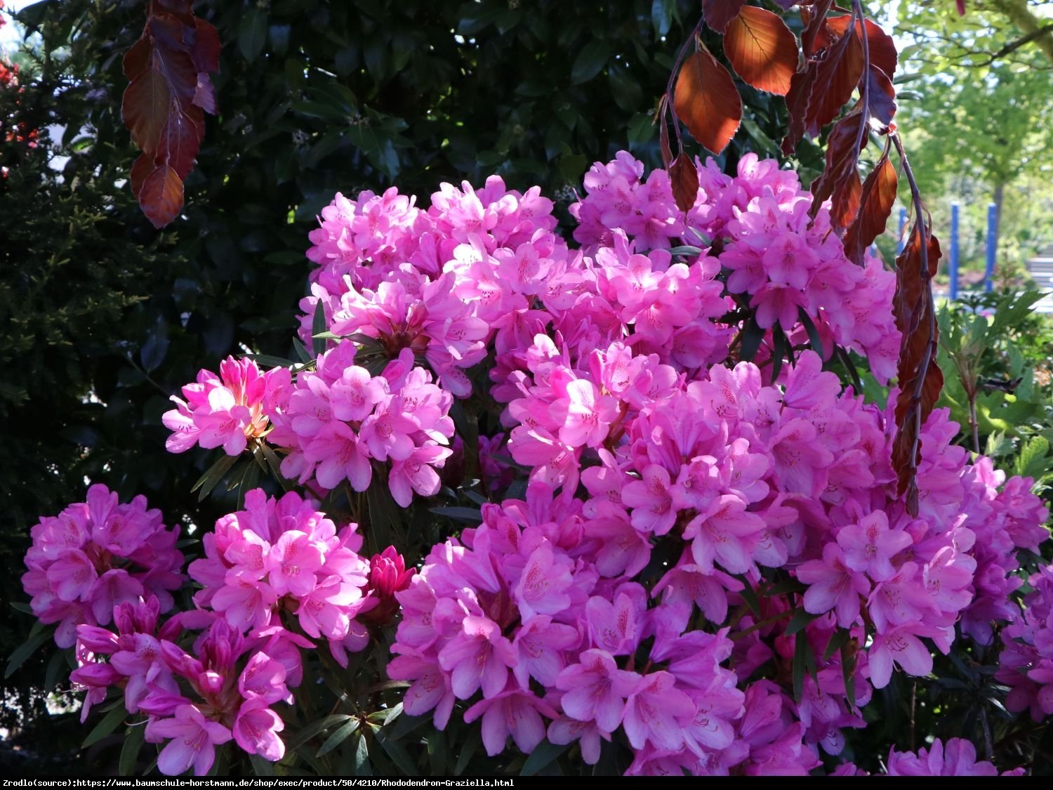 Różanecznik  pontyjski Graziella - powtarza kwitnienie, KOMPAKTOWY !!! - Rhododendron  ponticum Graziella