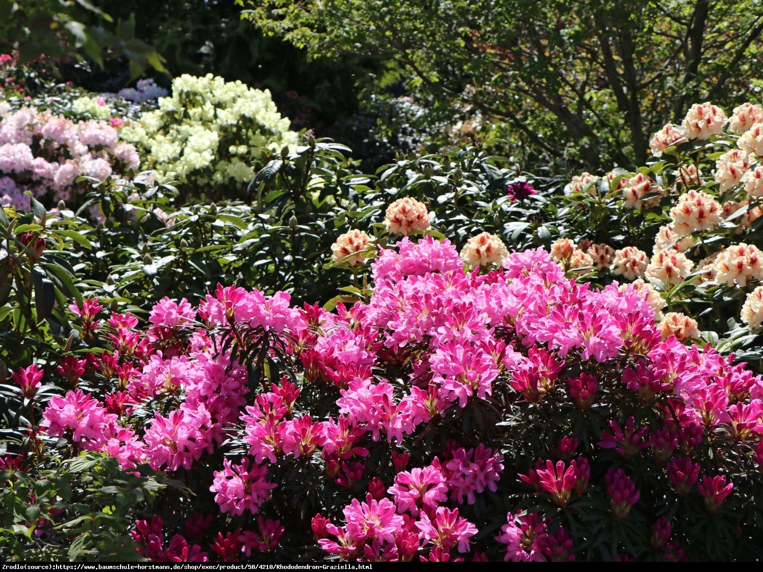 Różanecznik  pontyjski Graziella - powtarza kwitnienie, KOMPAKTOWY !!! - Rhododendron  ponticum Graziella