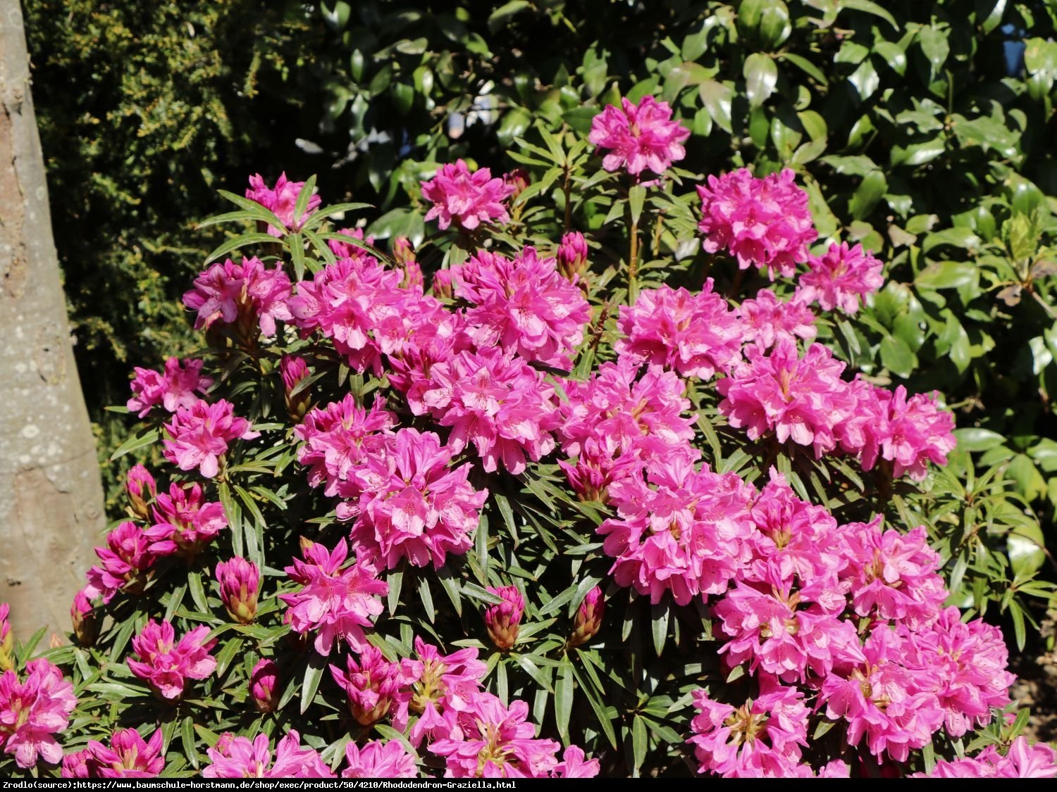 Różanecznik  pontyjski Graziella - powtarza kwitnienie, KOMPAKTOWY !!! - Rhododendron  ponticum Graziella