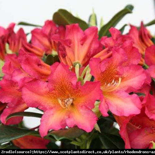 Różanecznik  Scyphocalix - pomarańczowo-czerwone kwiaty, PACHNIE !!! - Rhododendron  Scyphocalix