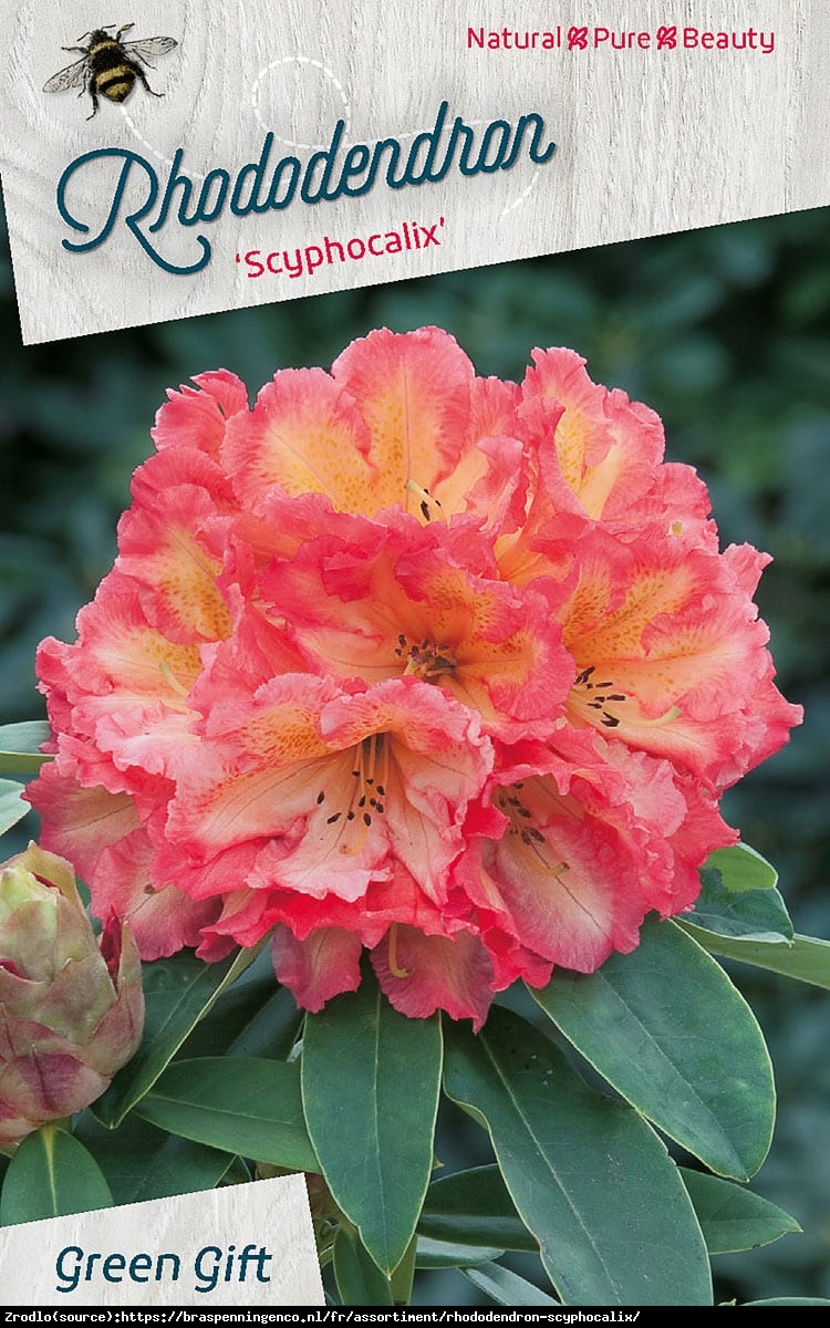 Różanecznik  Scyphocalix - pomarańczowo-czerwone kwiaty, PACHNIE !!! - Rhododendron  Scyphocalix