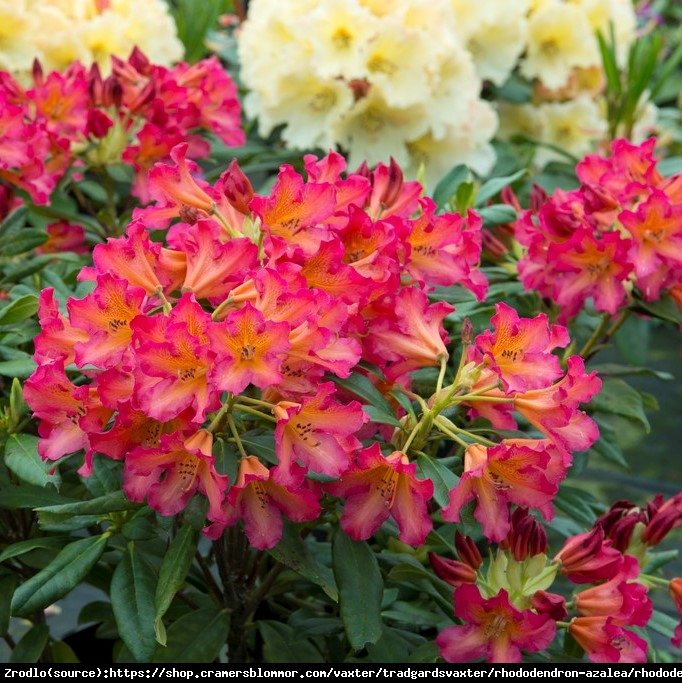 Różanecznik  Scyphocalix - pomarańczowo-czerwone kwiaty, PACHNIE !!! - Rhododendron  Scyphocalix