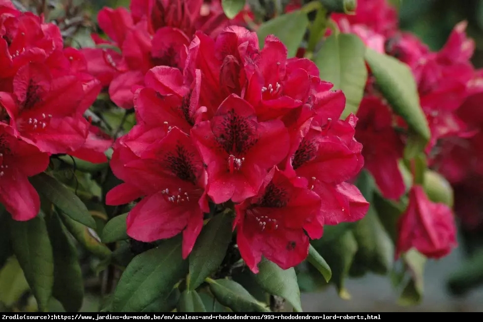 Różanecznik  Lord Roberts - intensywnie czerwone kwiaty, PACHNIE !!! - Rhododendron  Lord Roberts