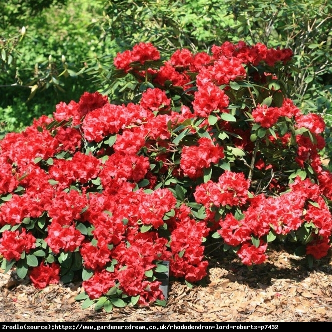 Różanecznik  Lord Roberts - intensywnie czerwone kwiaty, PACHNIE !!! - Rhododendron  Lord Roberts