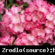 Różanecznik  Morgenrot - czerwone kwiaty, ZŁOTY MEDALISTA !!! - Rhododendron  Morgenrot