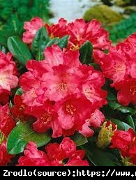 Różanecznik  Morgenrot - czerwone kwiaty, ZŁOTY MEDALISTA !!! - Rhododendron  Morgenrot
