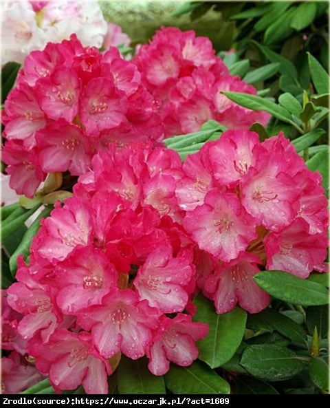 Różanecznik  Morgenrot - czerwone kwiaty, ZŁOTY MEDALISTA !!! - Rhododendron  Morgenrot