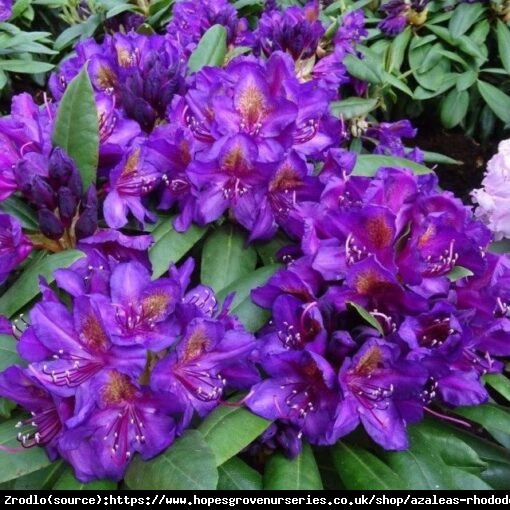Różanecznik  Marcel Menard - intensywnie fioletowe kwiaty, PACHNIE !!! - Rhododendron  Marcel Menard