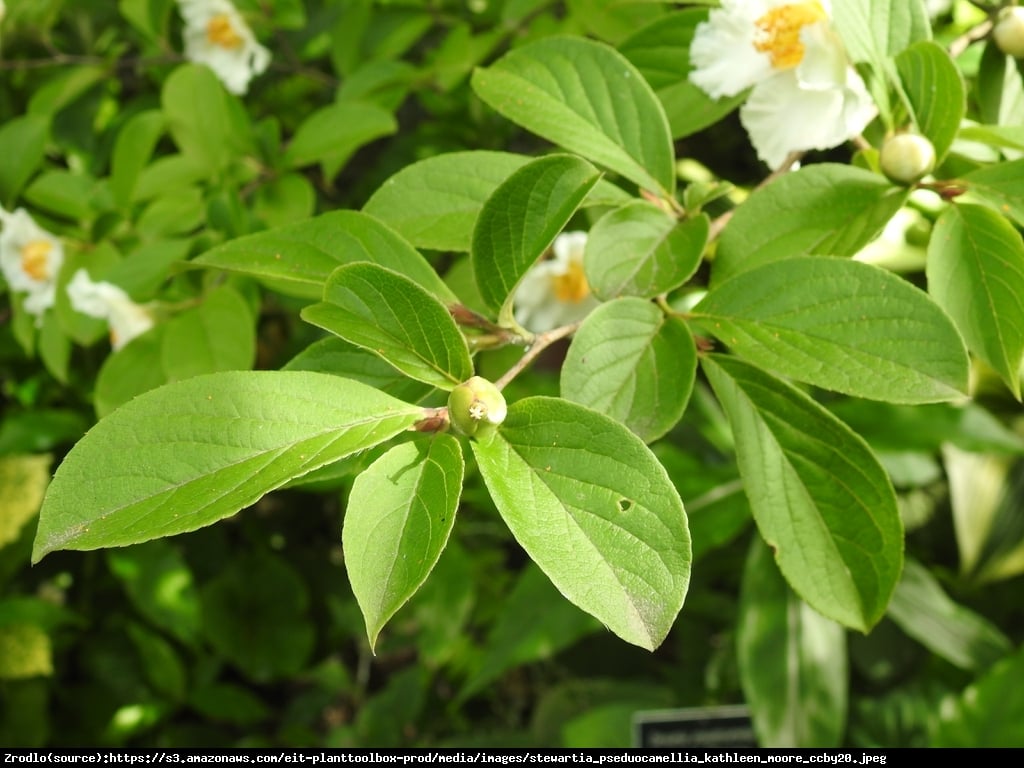 Stewarcja kameliowata  - Stewartia pseudocamellia