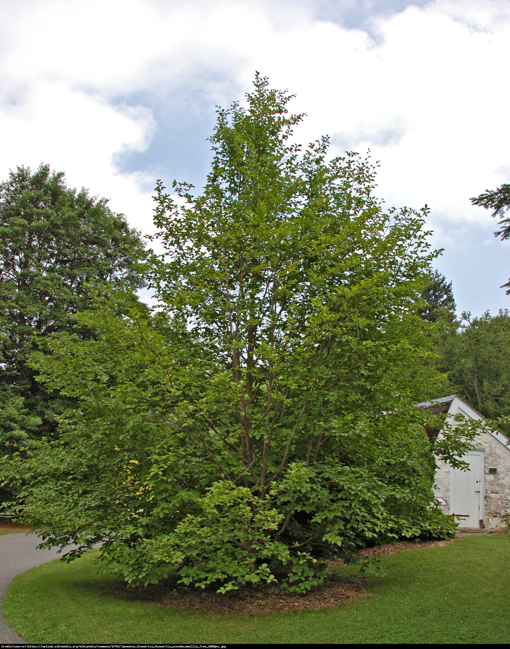 Stewarcja kameliowata  - Stewartia pseudocamellia