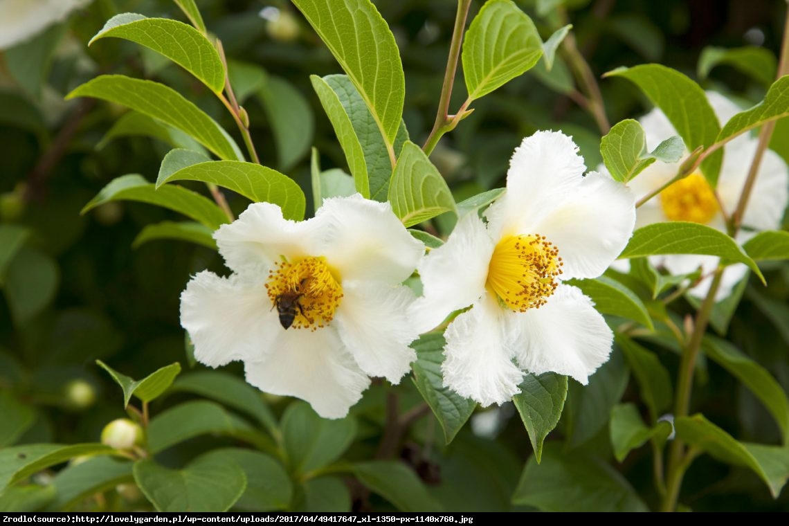 Stewarcja kameliowata  - Stewartia pseudocamellia