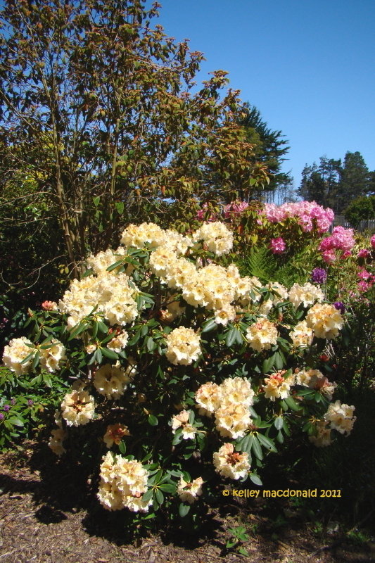 Różanecznik  Golden Torch - ŻÓŁTE KWIATY, kompaktowy!!! - Rhododendron  Golden Torch