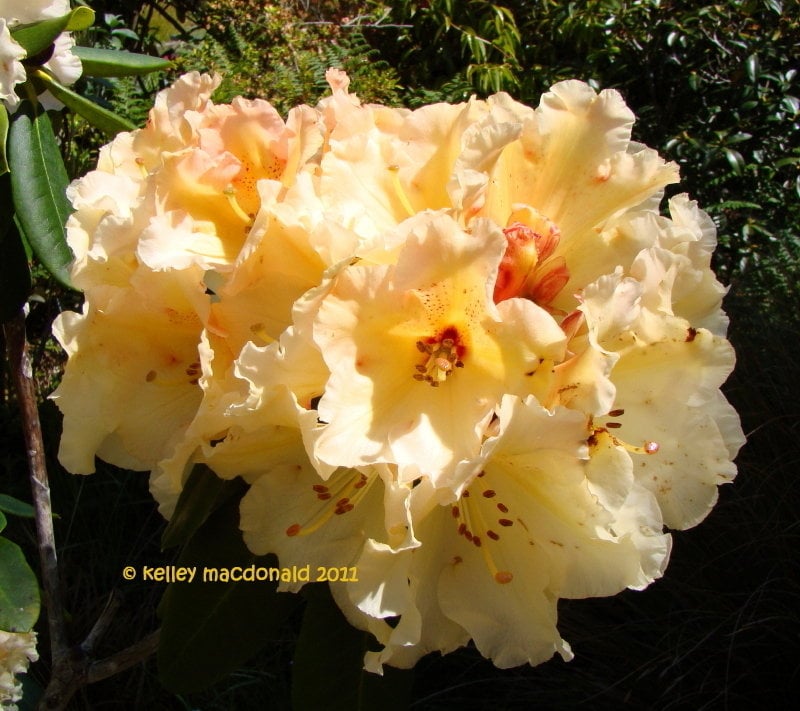 Różanecznik  Golden Torch - ŻÓŁTE KWIATY, kompaktowy!!! - Rhododendron  Golden Torch