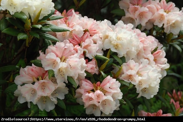 Różanecznik  Grumpy - ŻÓŁTO-POMARAŃCZOWE KWIATY, kompaktowy!!! - Rhododendron  Grumpy