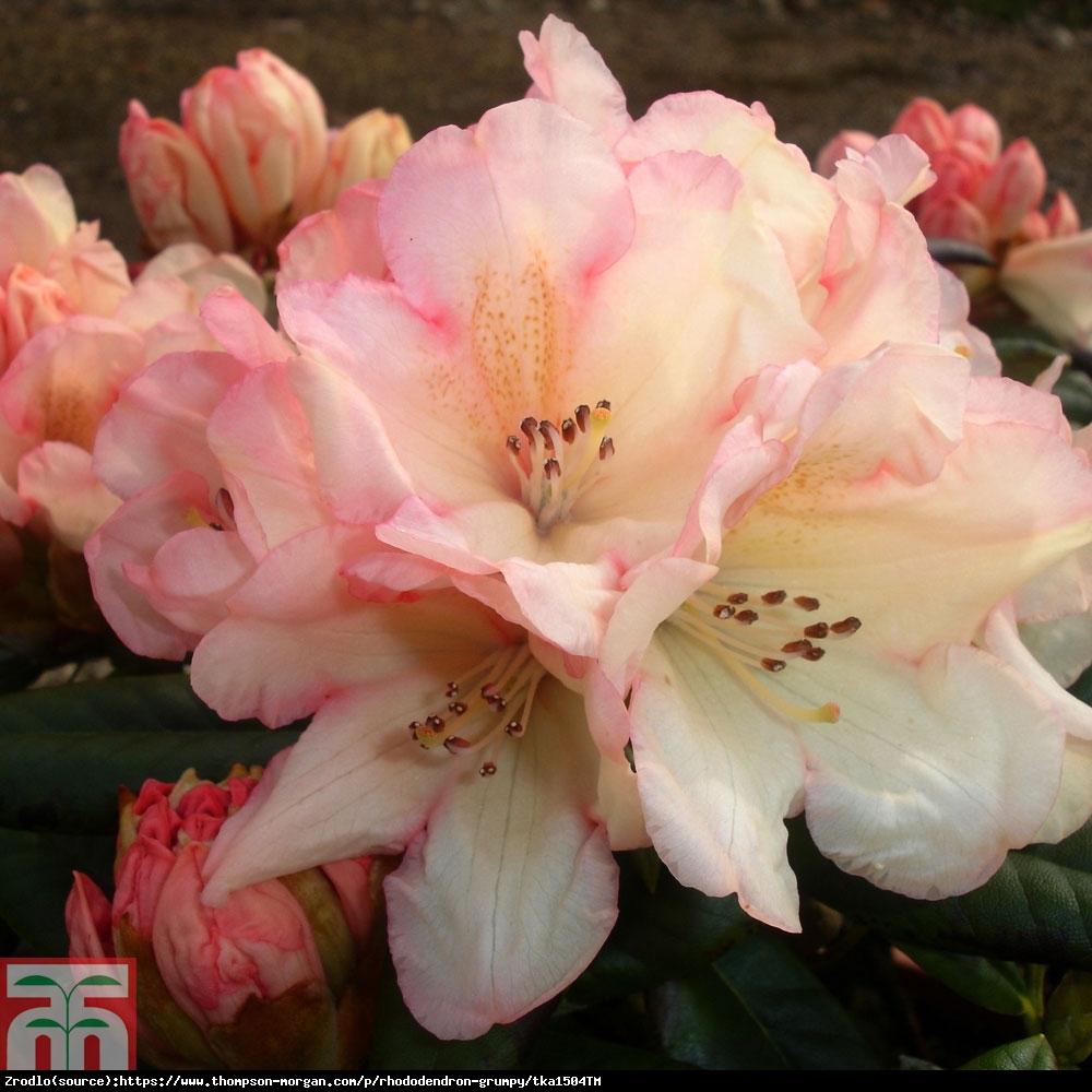 Różanecznik  Grumpy - ŻÓŁTO-POMARAŃCZOWE KWIATY, kompaktowy!!! - Rhododendron  Grumpy