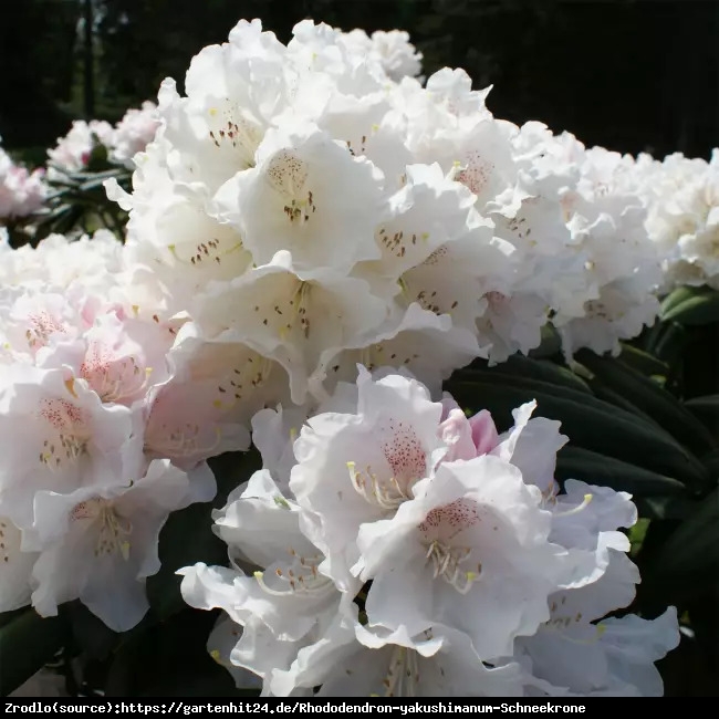 Różanecznik  Schneekrone - BIAŁE KWIATY, kompaktowy!!! - Rhododendron  Schneekrone