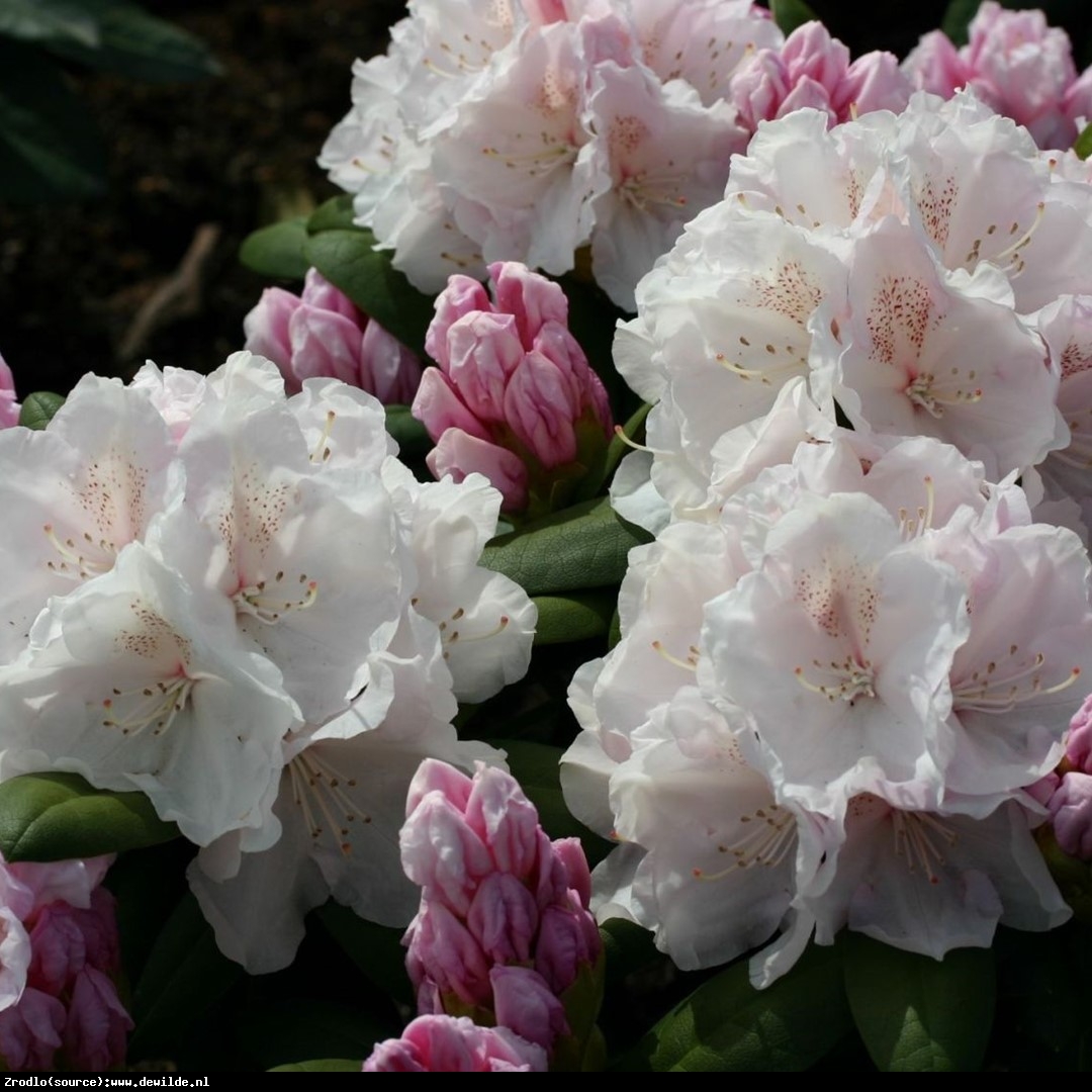 Różanecznik  Schneekrone - BIAŁE KWIATY, kompaktowy!!! - Rhododendron  Schneekrone