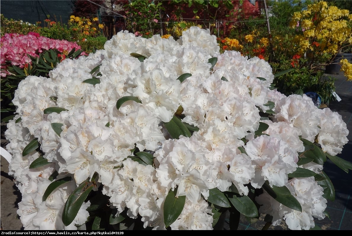 Różanecznik  Schneekrone - BIAŁE KWIATY, kompaktowy!!! - Rhododendron  Schneekrone