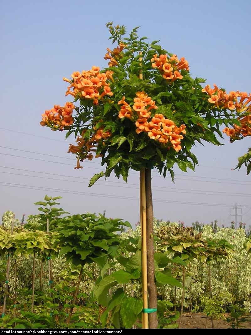 Milin amerykański  Indian Summer- POMARAŃCZOWE KWIATY, szczepiony na pniu!!! - Campsis radicans Indian Summer