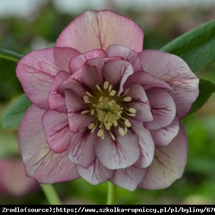 Ciemiernik wschodni Double Picotee Red- PEŁNY, różowy z czerwonym żyłkowaniem - Helleborus orientalis Double Picotee Red