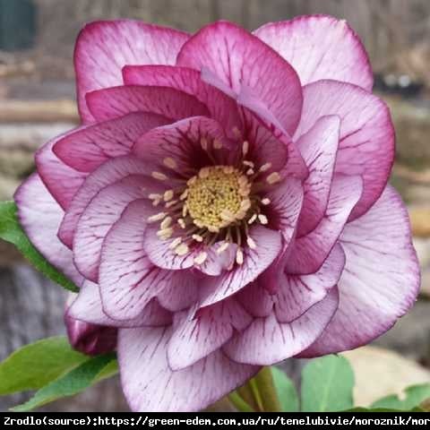 Ciemiernik wschodni Double Picotee Red- PEŁNY, różowy z czerwonym żyłkowaniem - Helleborus orientalis Double Picotee Red