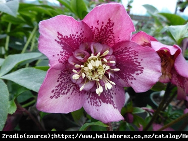 Ciemiernik wschodni Anemone Blotched Pink- PÓŁPEŁNY, różowy z fioletowym rysunkiem!!! - Helleborus orientalis Anemone Blotched Pink