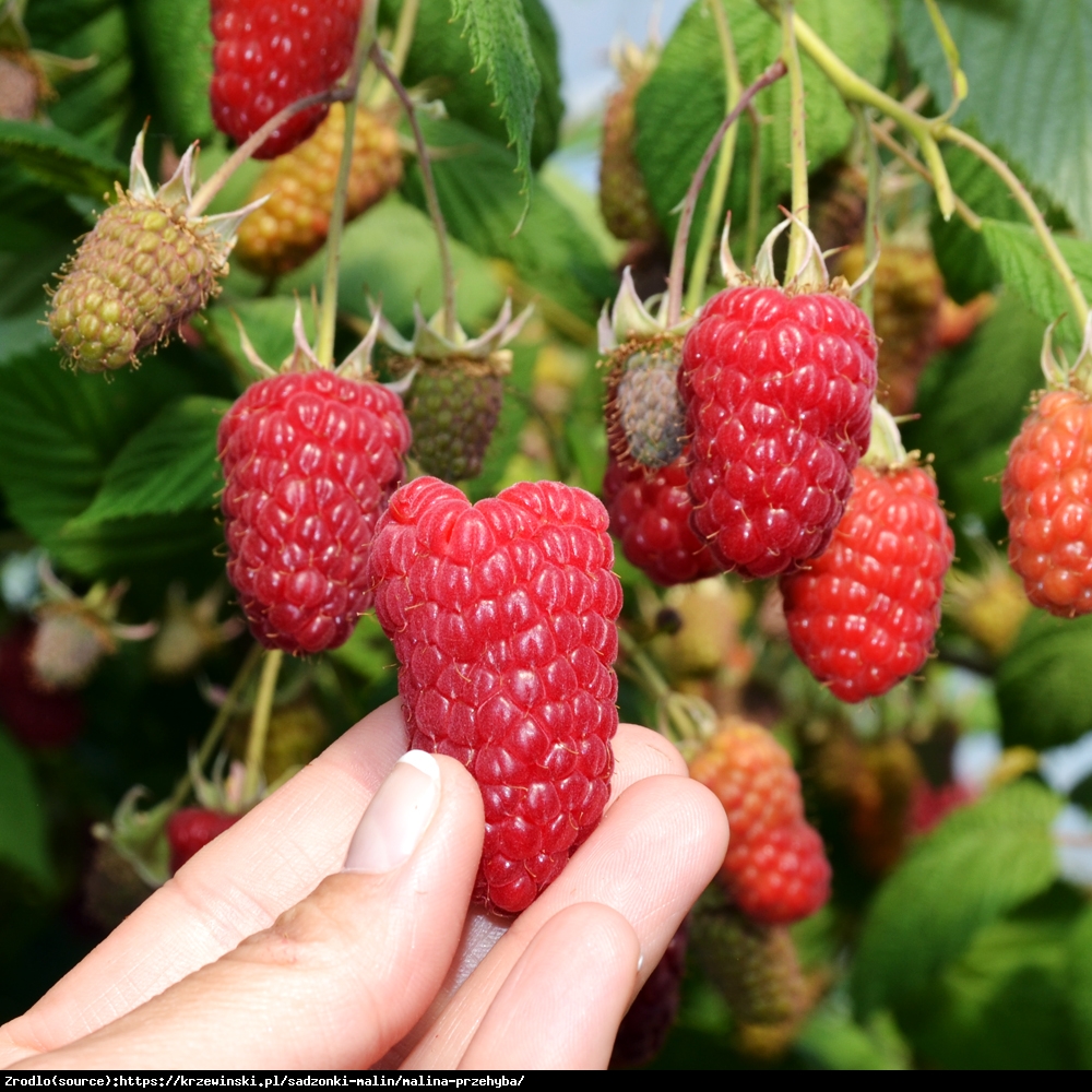 Malina właściwa Przehyba - gigantyczne owoce, WYJĄTKOWO ODPORNA!!! - Rubus idaeus Przehyba