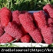 Malina właściwa Przehyba - gigantyczne owoce, WYJĄTKOWO ODPORNA!!! - Rubus idaeus Przehyba