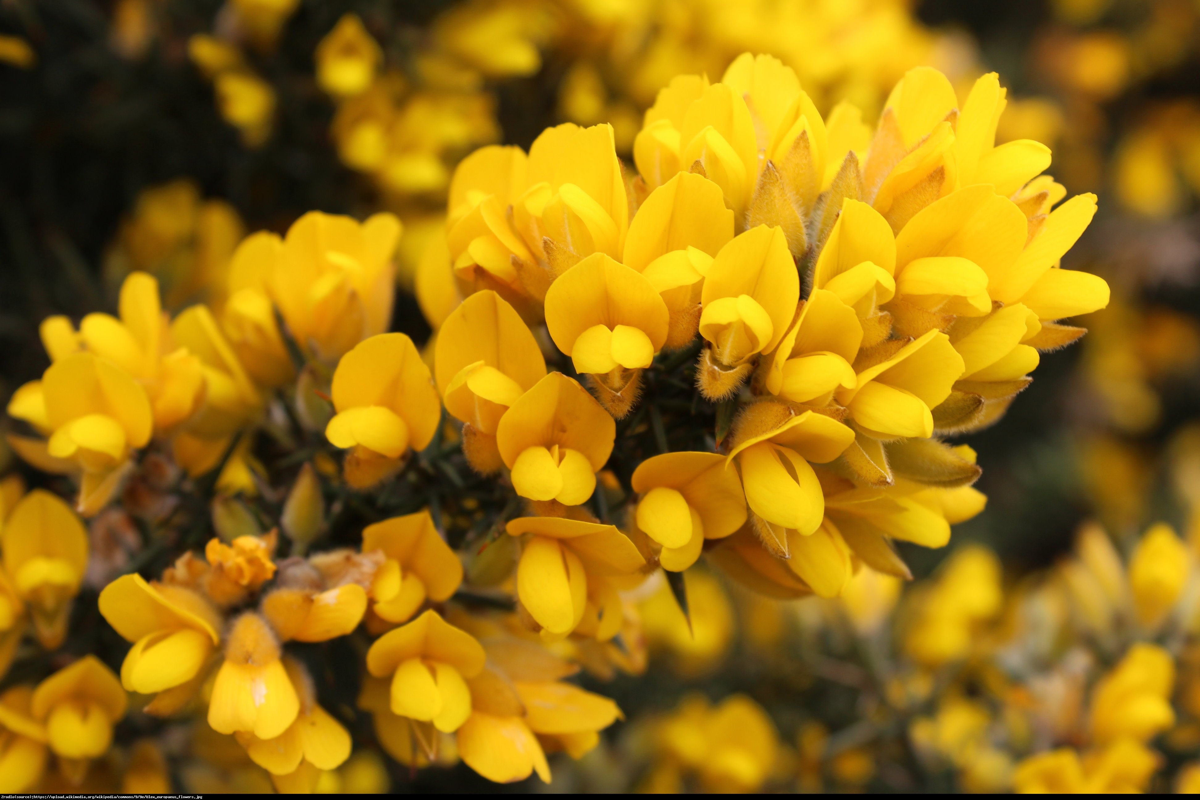 Kolcolist zachodni - Ulex europaeus  