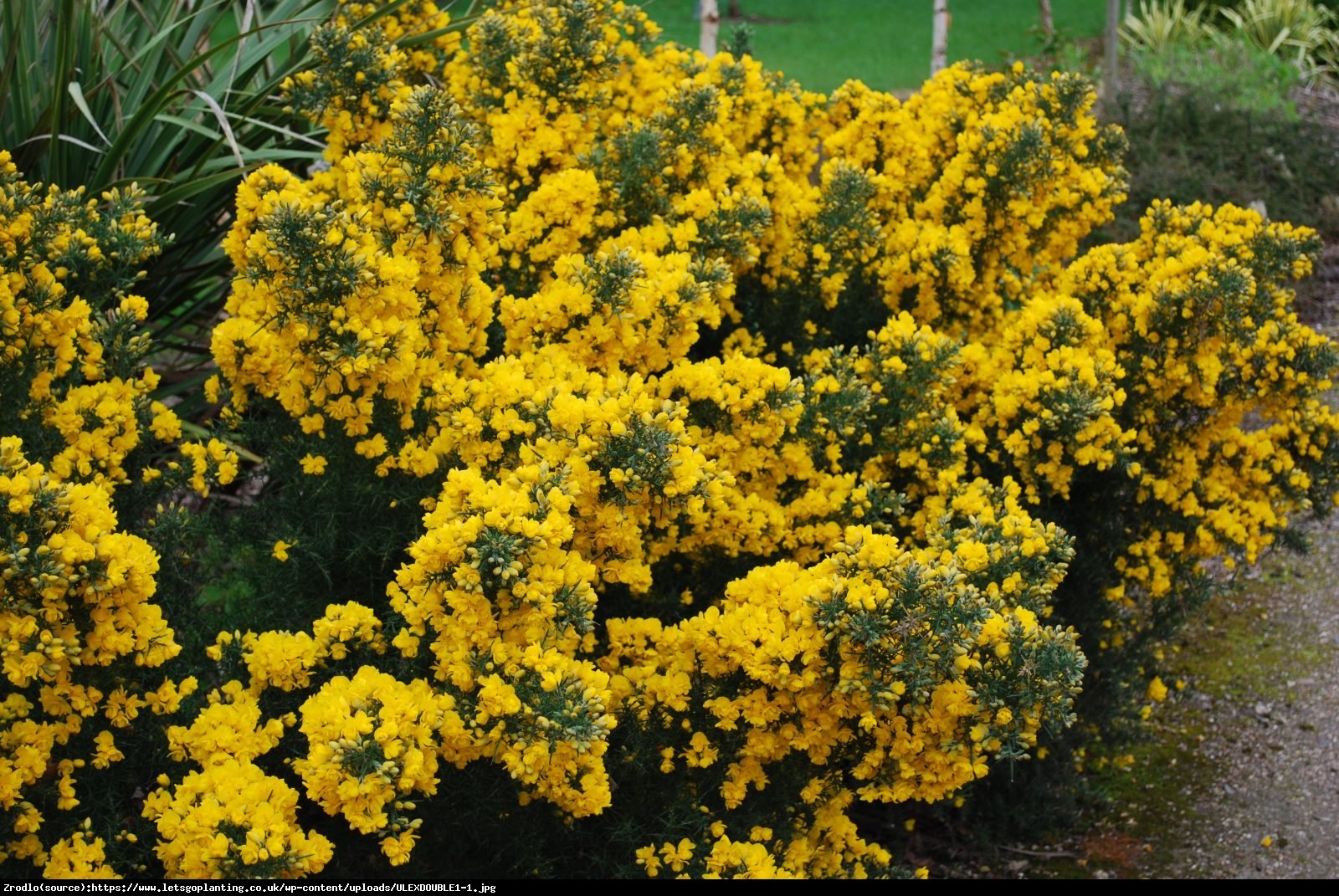 Kolcolist zachodni - Ulex europaeus  