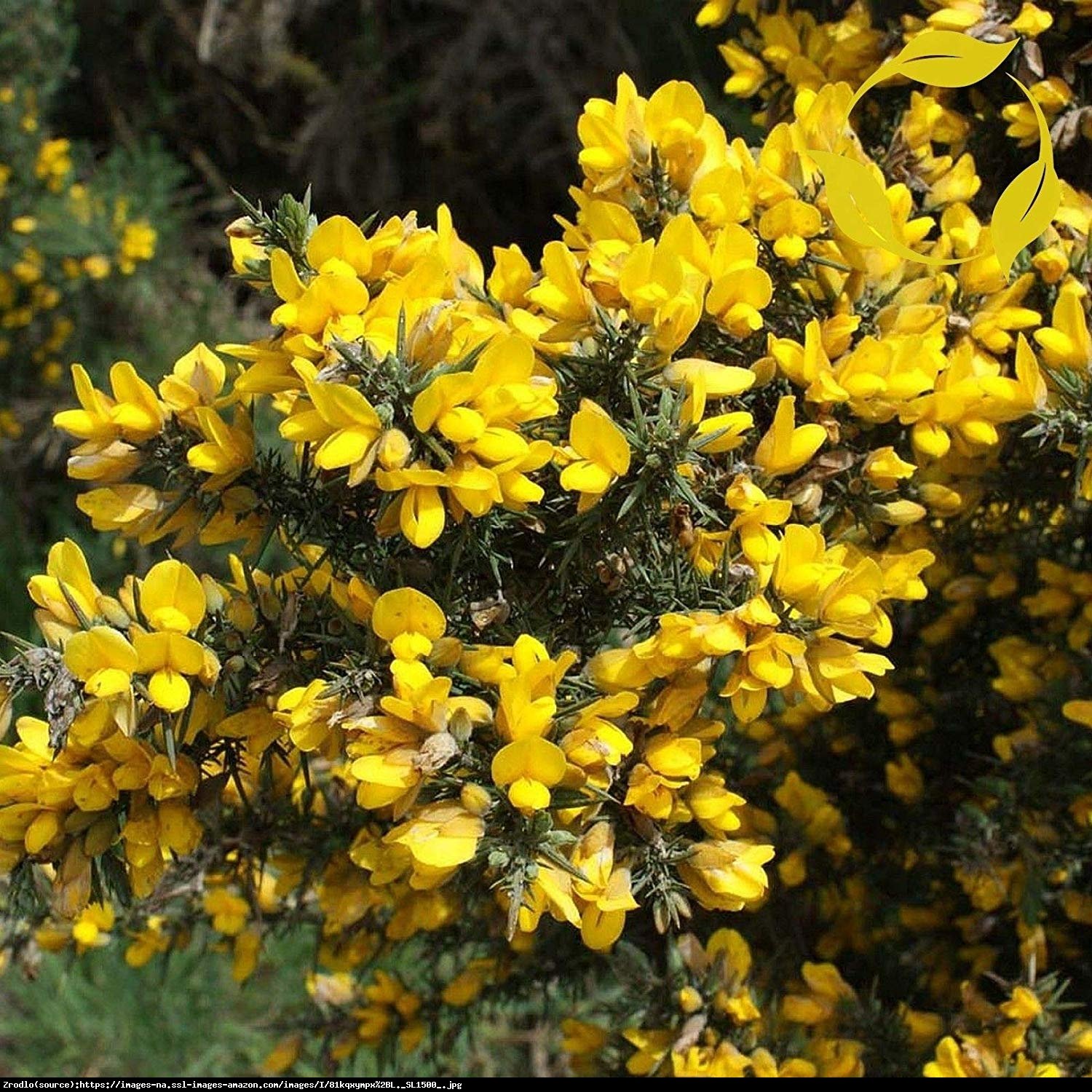 Kolcolist zachodni - Ulex europaeus  