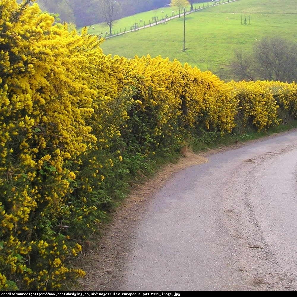 Kolcolist zachodni - Ulex europaeus  