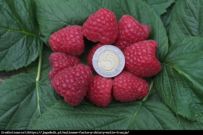 Malina właściwa Poemat -NOWOŚĆ, powtarzająca, AROMATYCZNA!!! - Rubus idaeus Poemat