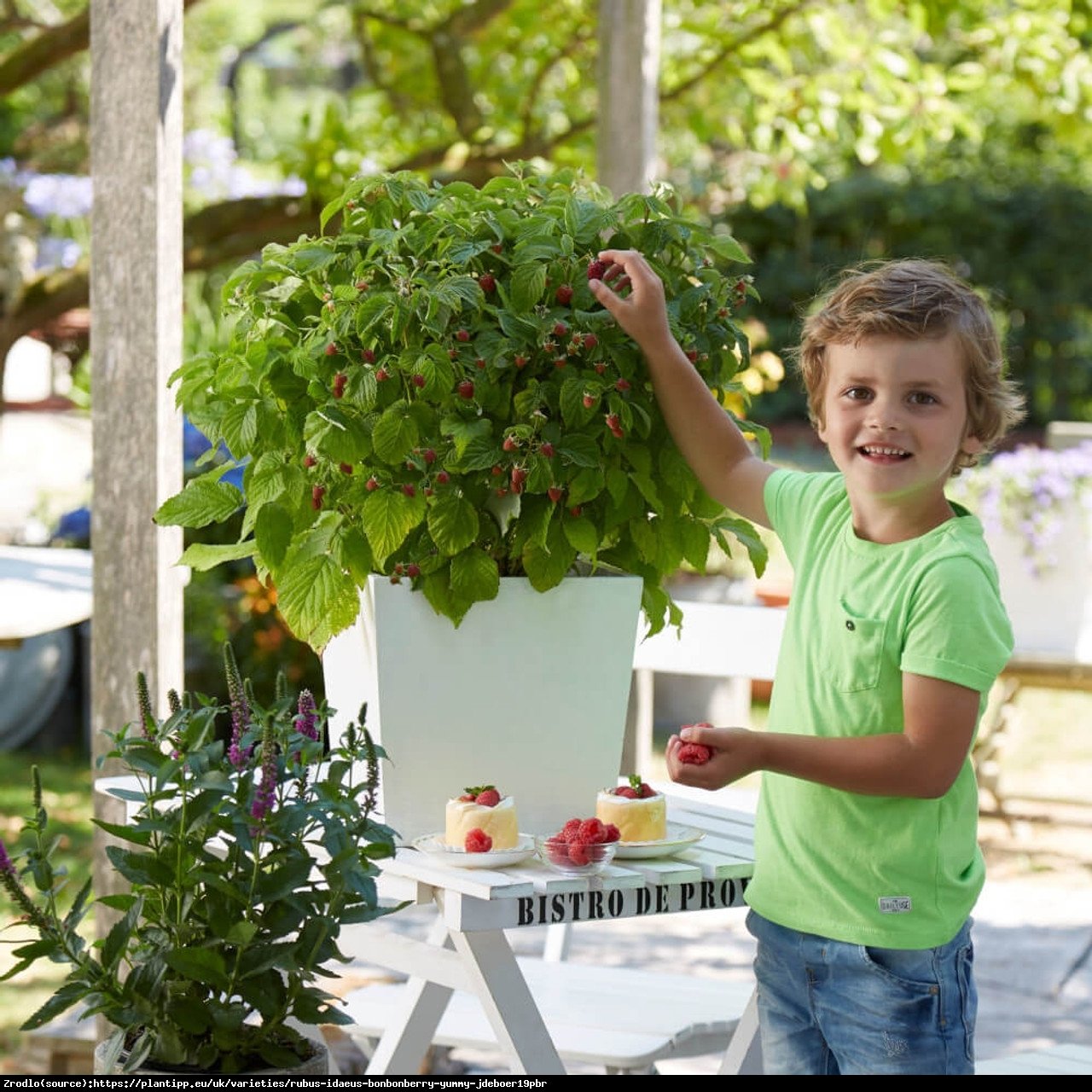 Malina BALKONOWA BonBonBerry Yummy- NOWOŚĆ, idealna na balkony i tarasy, BEZKOLCOWA!!! - Rubus idaeus Yummy