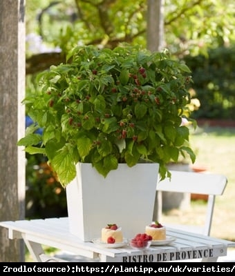 Malina BALKONOWA BonBonBerry Yummy- NOWOŚĆ, idealna na balkony i tarasy, BEZKOLCOWA!!! - Rubus idaeus Yummy