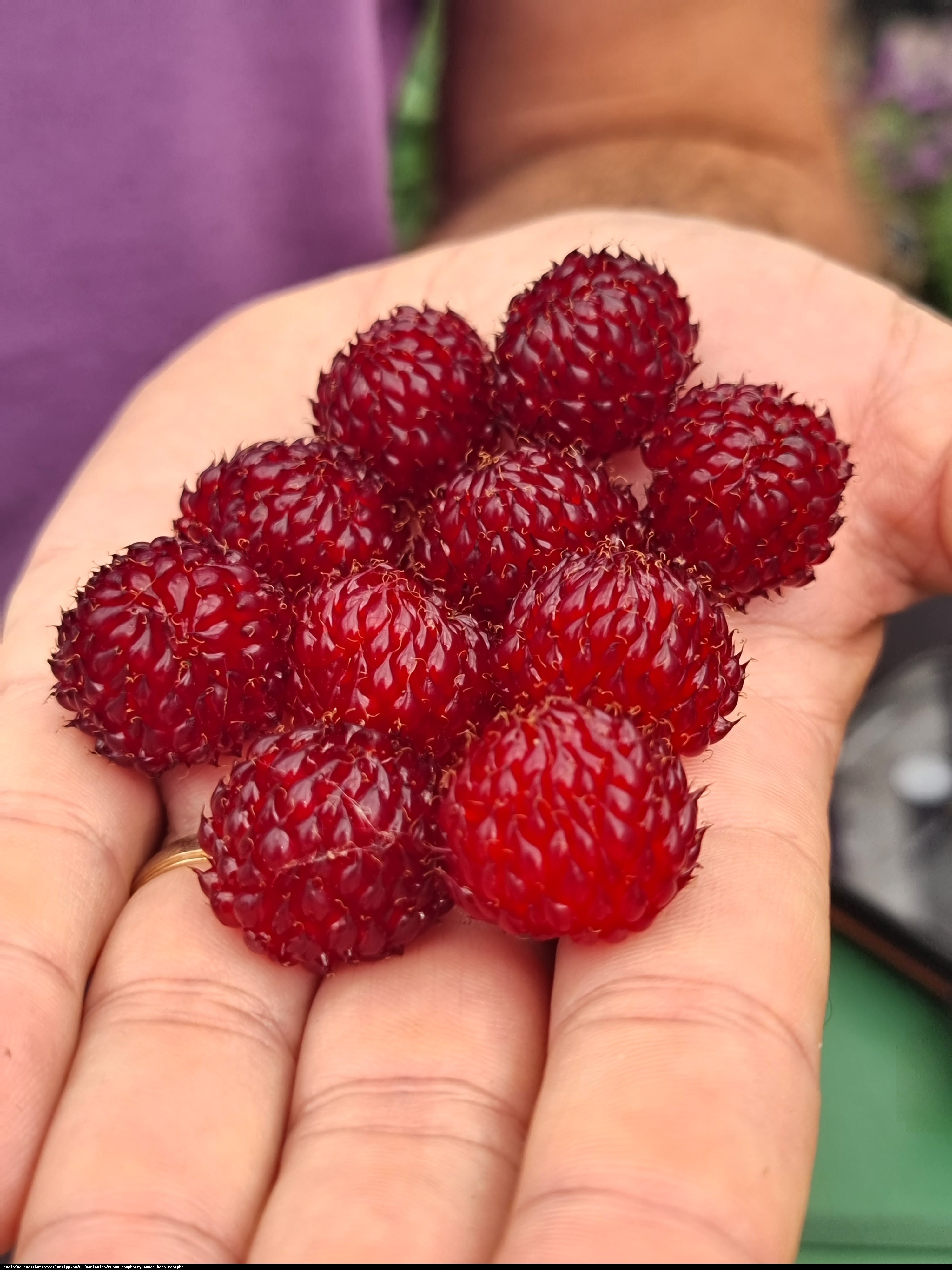 Drzewo malinowe 'Hara' - niezwykle aromatyczne MALINY Z DRZEWA!!! - Rubus Raspberry Tower