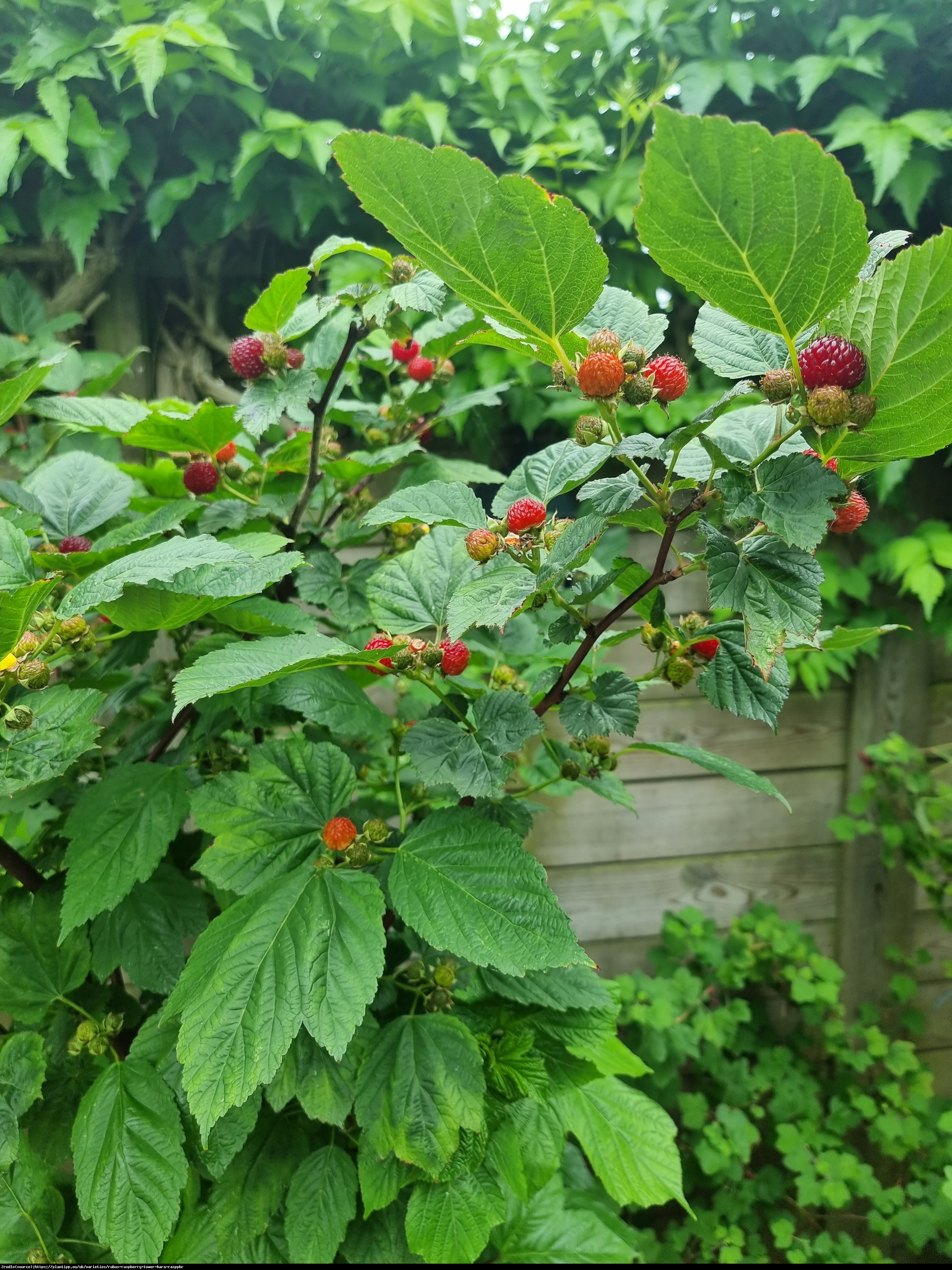 Drzewo malinowe 'Hara' - niezwykle aromatyczne MALINY Z DRZEWA!!! - Rubus Raspberry Tower