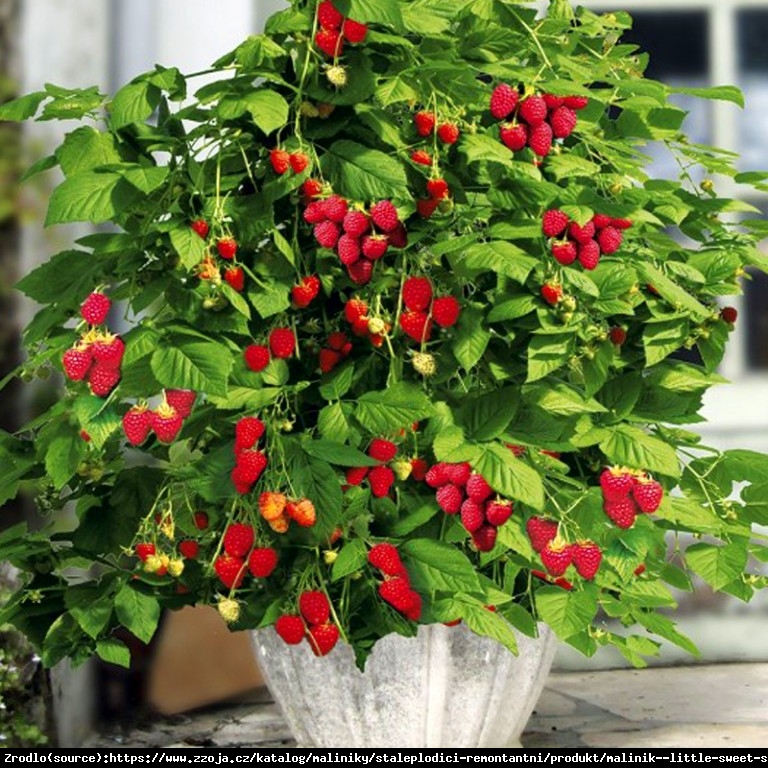 Malina BALKONOWA  Sweet Sunshine- NOWOŚĆ, idealna na balkony i tarasy, BEZKOLCOWA!!! - Rubus idaeus Sweet Sunshine