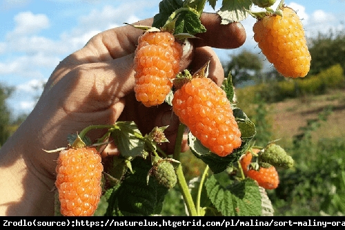 Malina właściwa Autumn Amber - NOWOŚĆ, powtarzająca, MORELOWY OWOC, bezkolcowa!!! - Rubus idaeus Autumn Amber