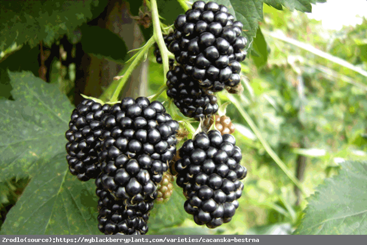 Jeżyna Cacanska bestrna - ODPORNA, bardzo wydajna, SUPER SMACZNA!!! - Rubus Cacanska bestrna