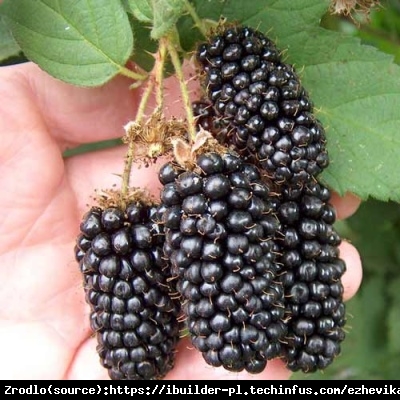 Jeżyna Black Diamonds- NOWOŚĆ, idealna na balkony i tarasy, BEZKOLCOWA!!! - Rubus fruticosus Black Diamonds