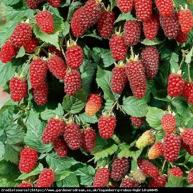 Malino-jeżyna Loganberry - niezwykle aromatyczne owoce!!! - Rubus Loganberry