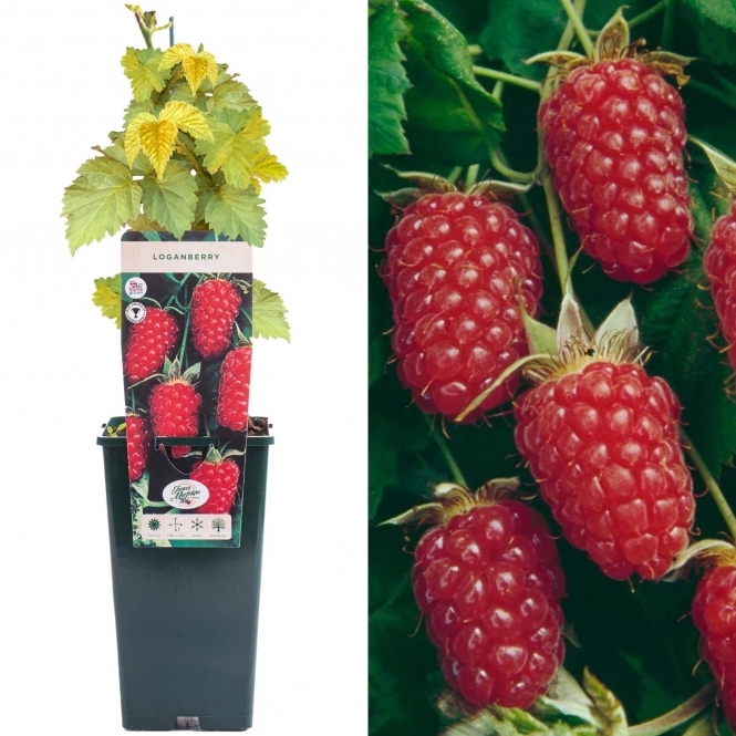 Malino-jeżyna Loganberry - niezwykle aromatyczne owoce!!! - Rubus Loganberry