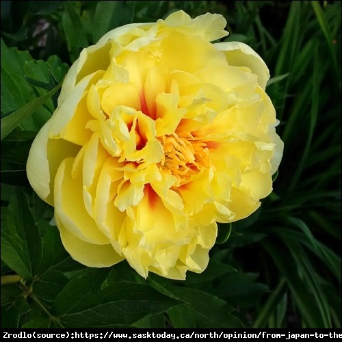 Piwonia drzewiasta japońska  - ŻÓŁTE KWIATY, szczepiona!!! - Paeonia suffruticosa