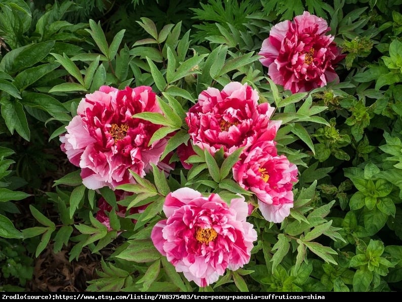 Piwonia drzewiasta japońska  - DWUKOLOROWE KWIATY, szczepiona!!! - Paeonia suffruticosa